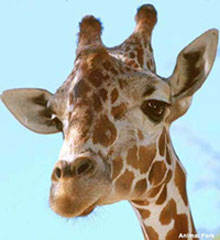 출처: animalpark.pe.kr