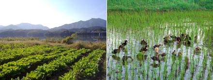 왼쪽; 두물머리 배추밭. 밭 뒤로 갈대숲과 북한강이 보인다. [사진: 디온] / 오른쪽; 오리를 풀어 친환경 농법으로 쌀을 생산하는 논[사진: 팔당공대위]