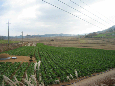 들일 가신 엄마에게 차가운 물을 떠갈 때 걸었던 고향 들판. 떠나고 싶어했던 하지만 지금은 그리운 그 곳