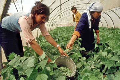 전세계 농민의 대부분은 소작농이다. <출처; www.fao.org>