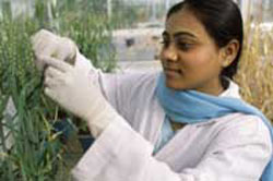 인도 농업 연구소의 밀 연구작업. 인도에서 응용된 연구는 녹색혁명에 결정적이었다. <출처; www.fao.org>